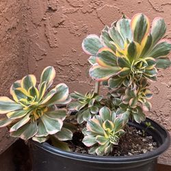 Aeonium Sunburts 