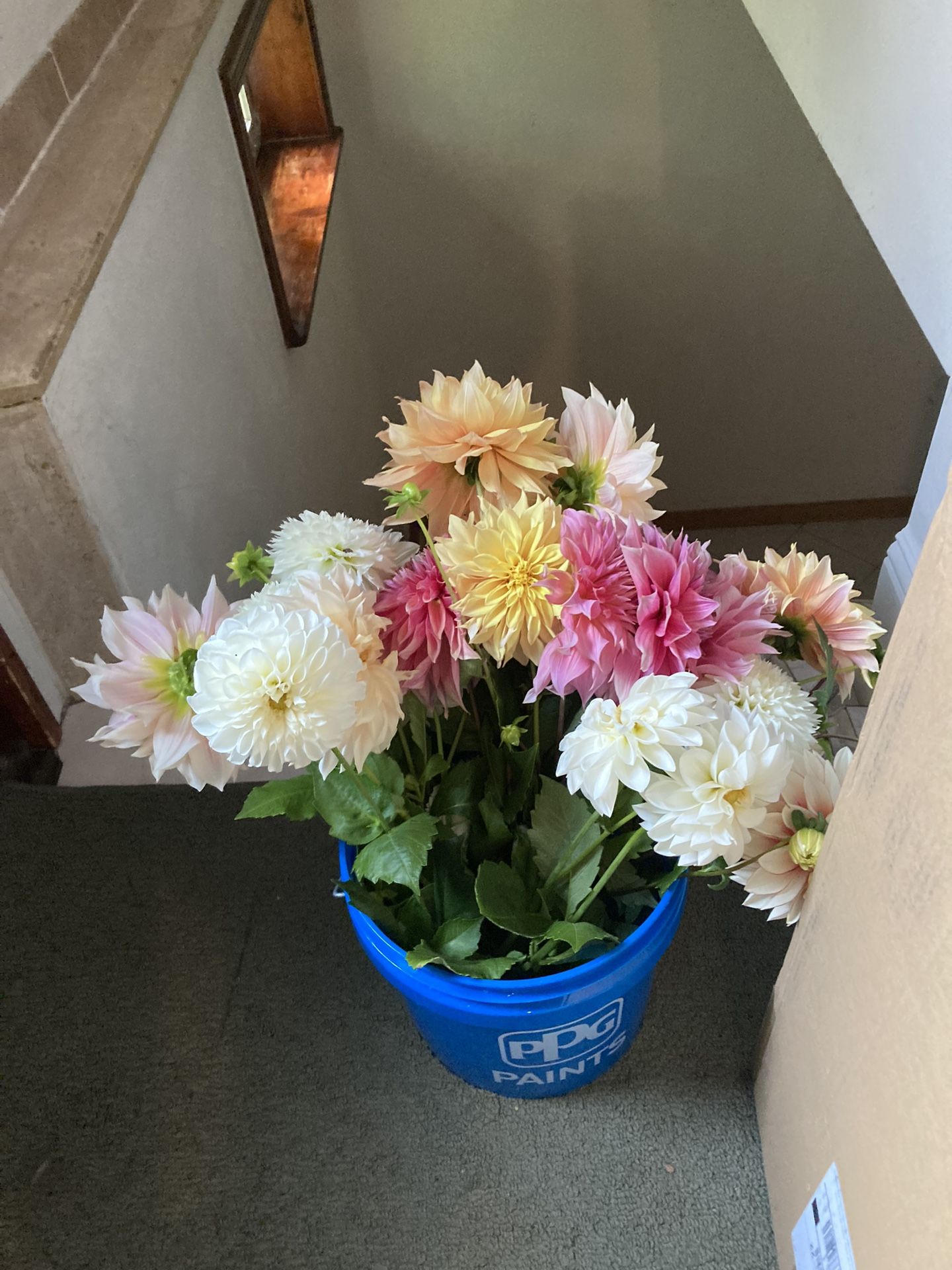 Fresh Dahlias