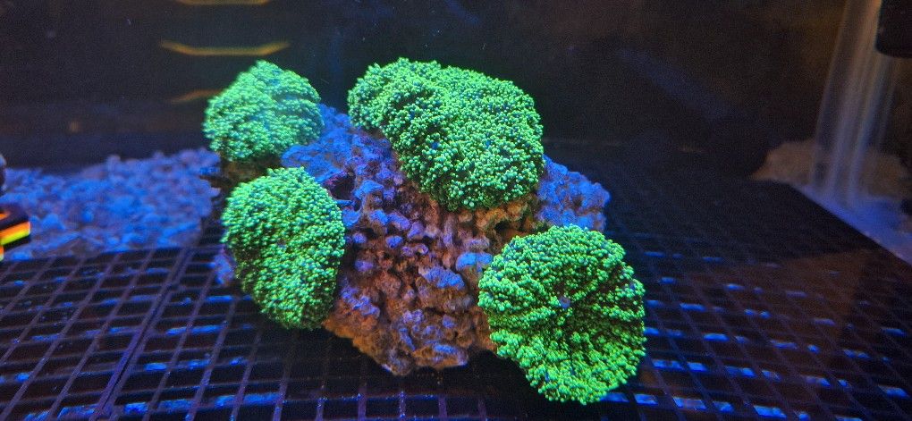 Hairy Mushroom Combo Rock