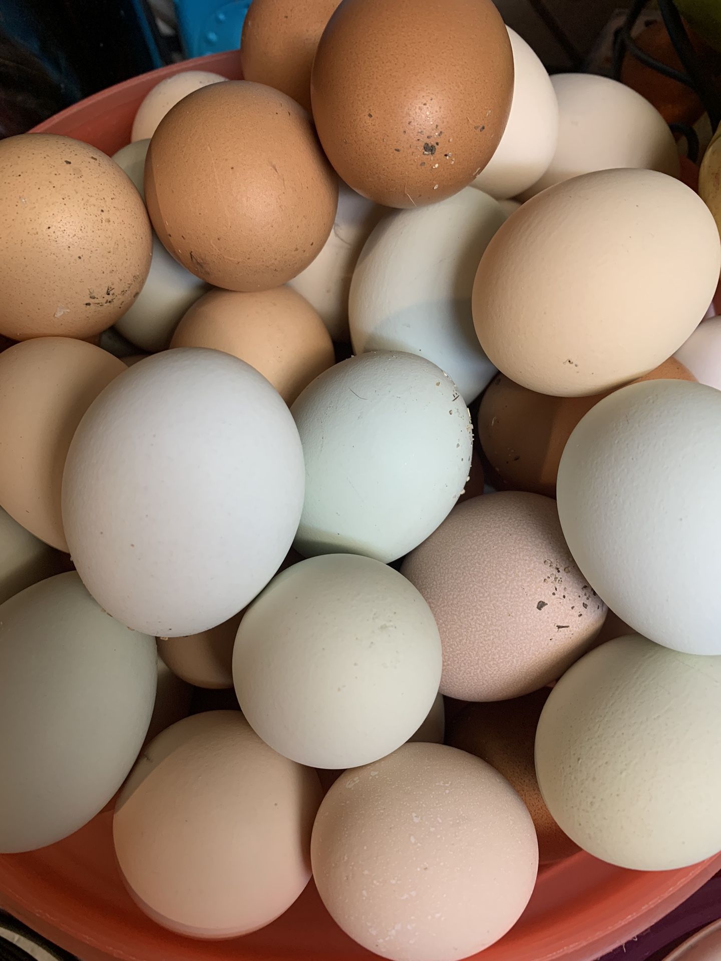 Organic Chicken Eggs
