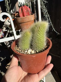 Cactus