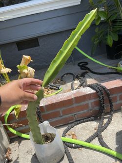 Planted Dragon Fruit 