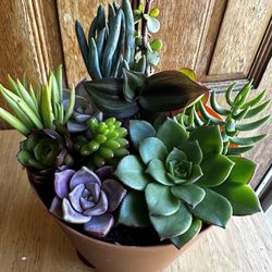Mothers Day Succulent Plant 