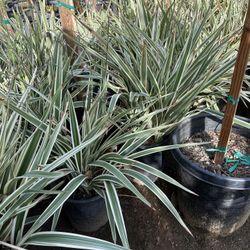 Dianella Varigated Plant 5gal 