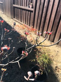 Pink flowering dogwood tree
