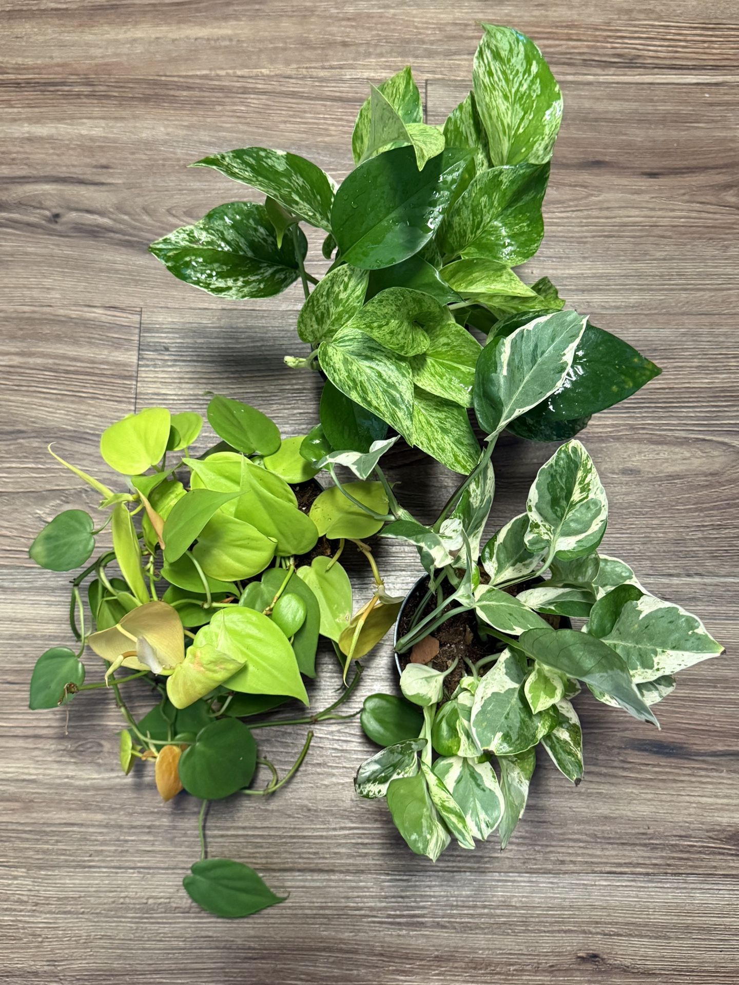 Plant Bundle For Starters
