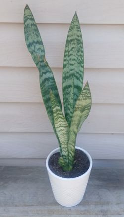 Snake Plant 🪴