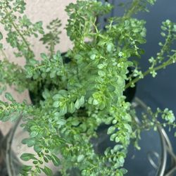 HERMOSAS PLANTAS NATURALES “HELECHO ARROZ PLANT