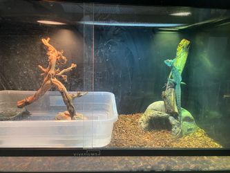 Reptile Enclosure