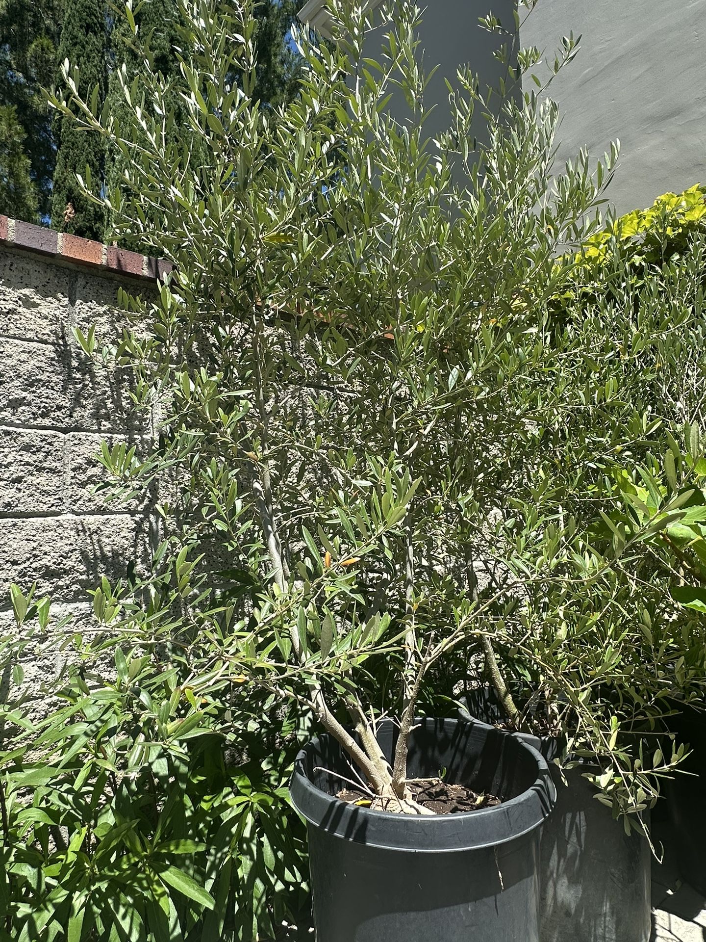 Fruitless Olive Trees