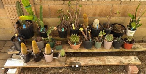 Succulents and Cactus
