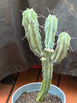 Blue Candle Candelabra Cactus