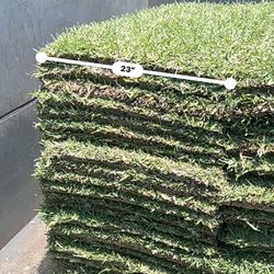 St Augustine Sod