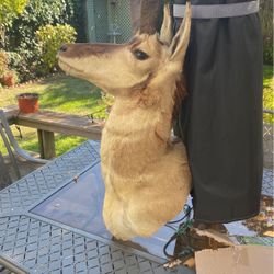 Deer Head