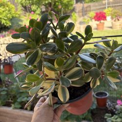 Variegated Lucky Jade plant