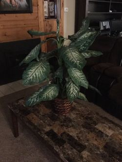 Plastic indoor plant