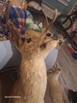 Axis deer mount