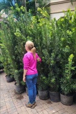 Podocarpus 5 feet Tall / instant privacy