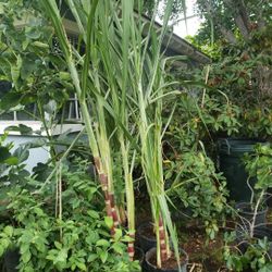 Sugar Cane Tree