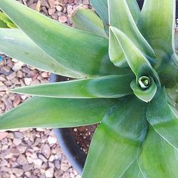 Agave Desmettiana