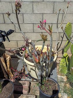 Planta plumerÃa 20 dólares cada pedazo