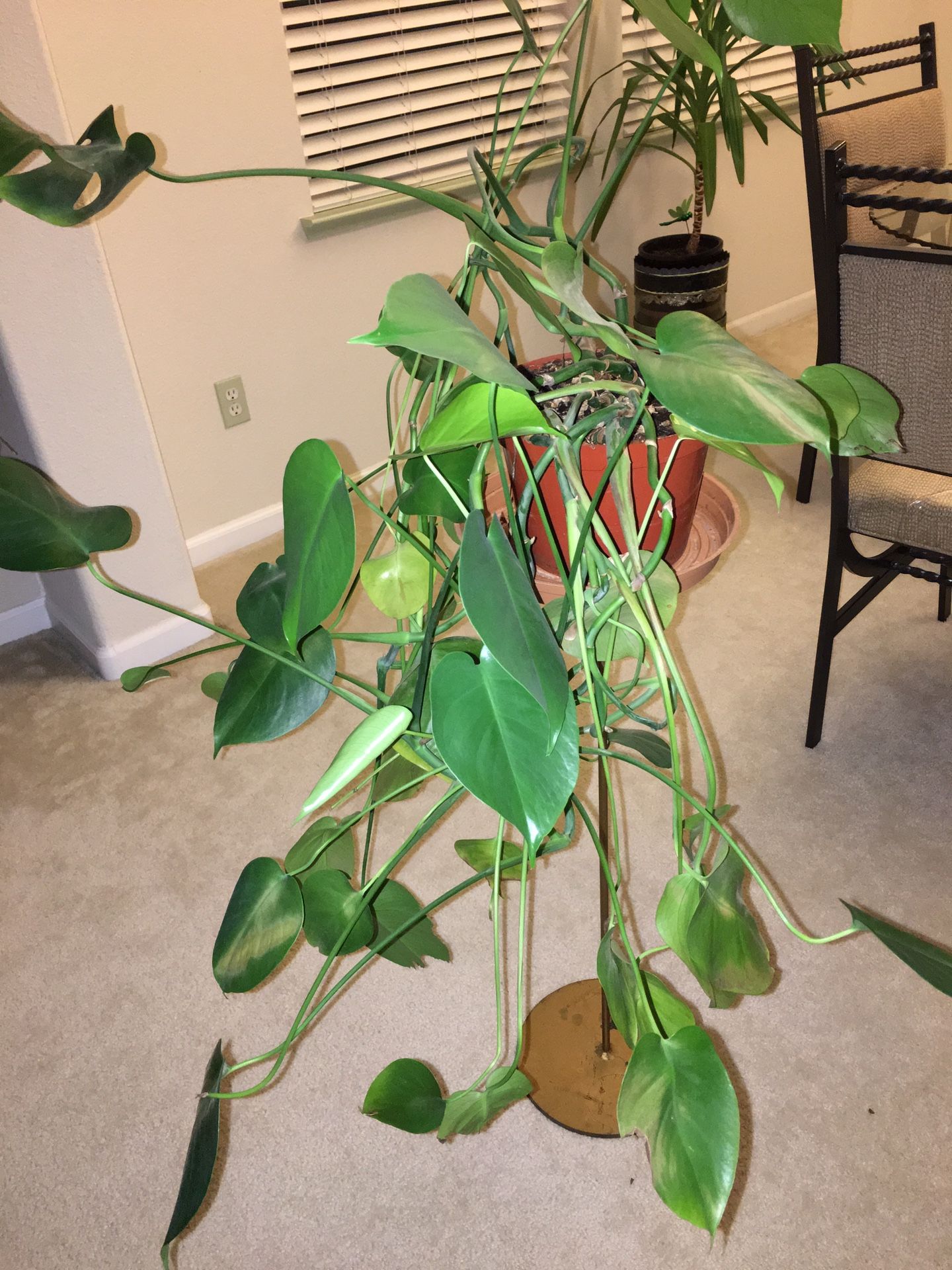 Indoor plant