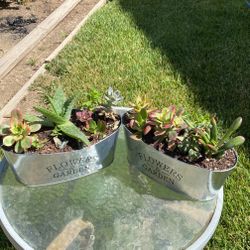 Beautiful Tin Succulents Planters