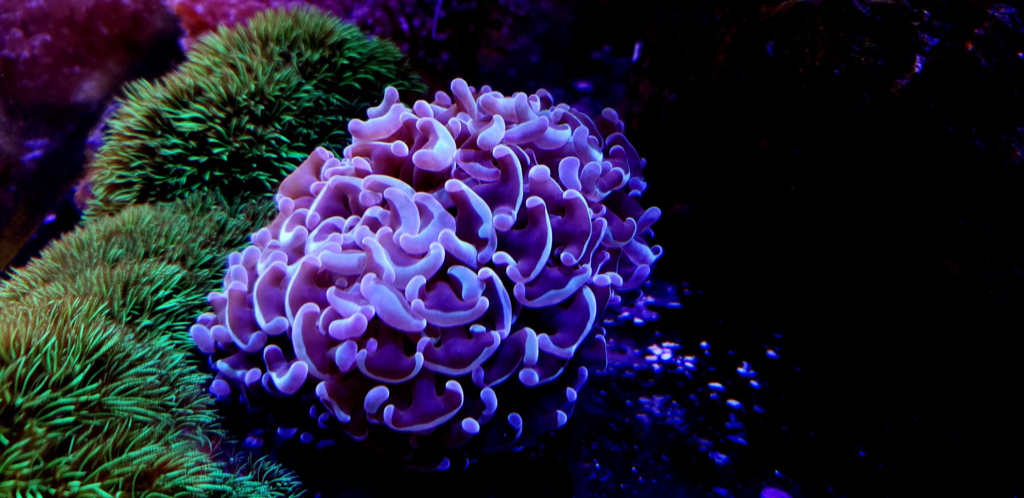 Blue hammer coral for Sale in Garden Grove, CA OfferUp