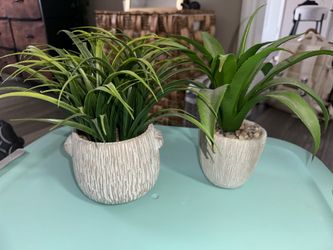 Plant decor