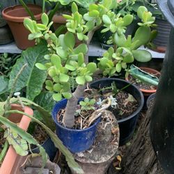 Beautiful Jade Plant In Ceramic Blue Pot.