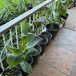 For Sale Home Garden Nursery Patio Plants Available So Many