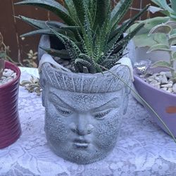 Buddha Succulents 