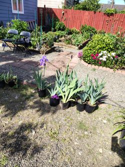Yard and plant sale