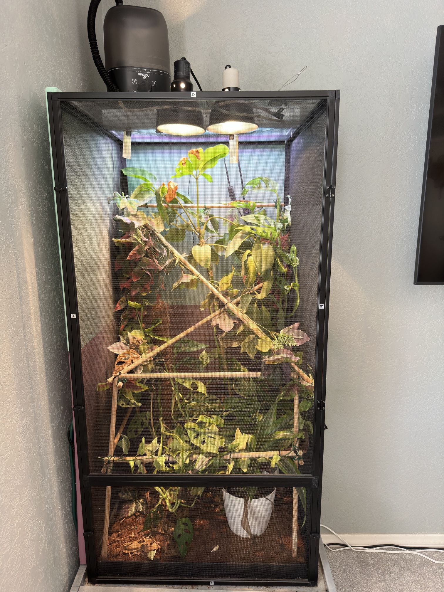 Chameleon Cage Setup 24x24x48