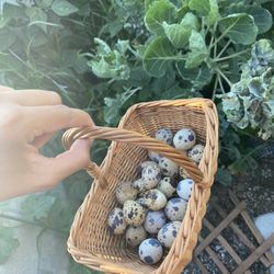 Organic Quail Eggs 