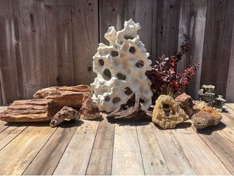 Petrified wood petrified rocks  Lava Rocks Faux Texas Holey  White Rock  from Cichlid fish tank