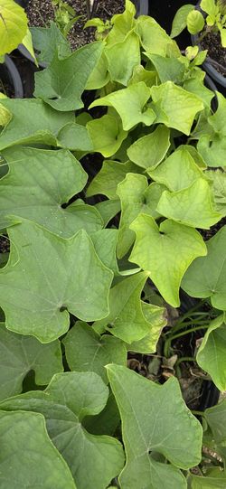 Chayote Plants