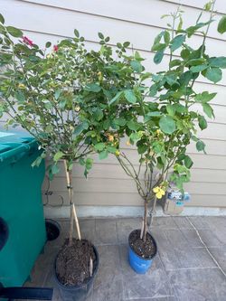 2 rose trees