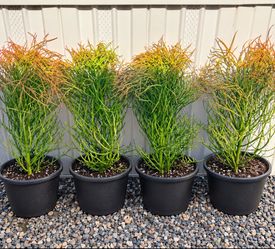 Fire stick large cuttings ready to plant