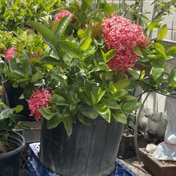 lXORA Flowers Tree, Hoa Trang