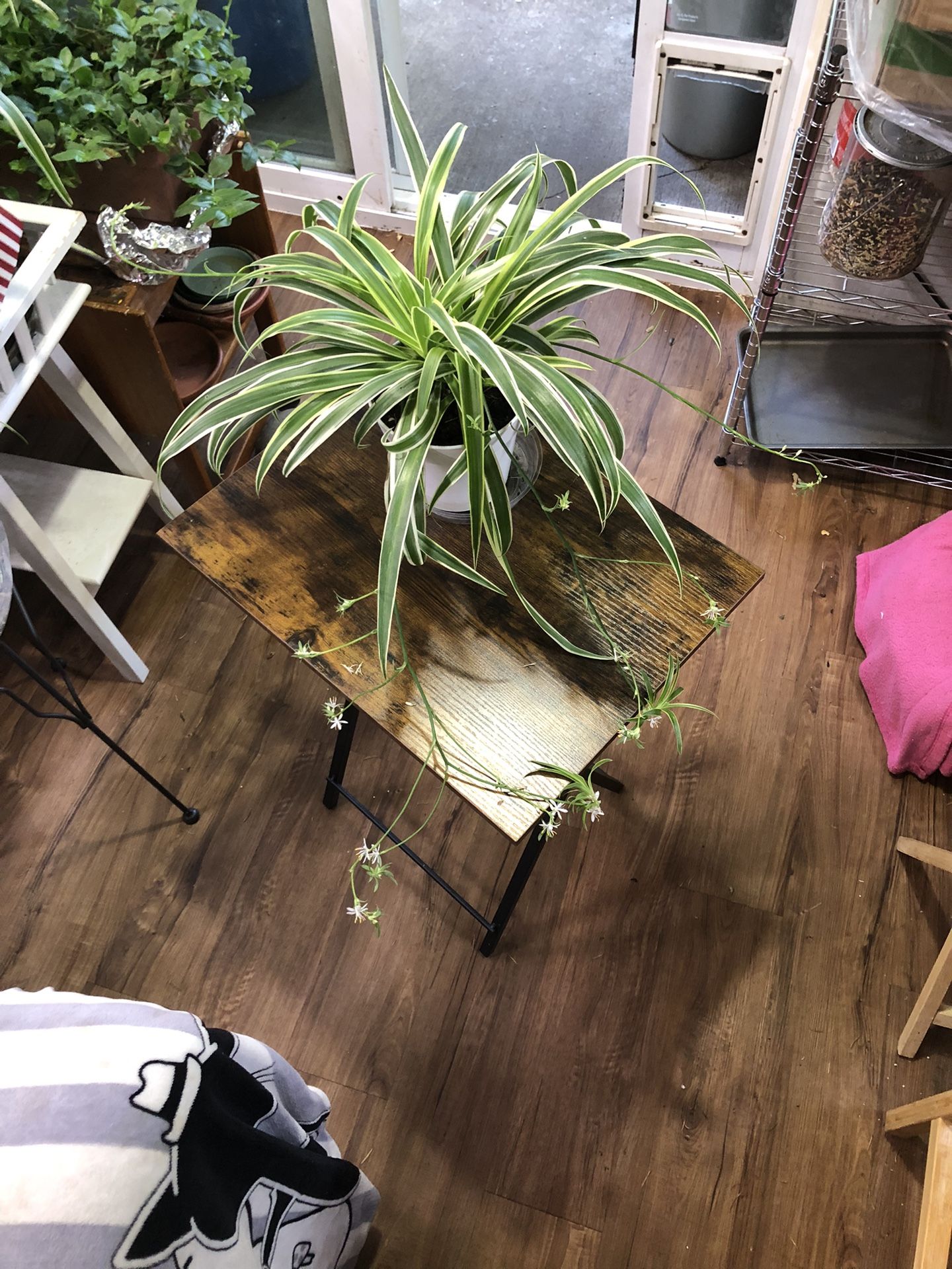Three Spider Plants 🪴 In Pot/ With Baby Streamers