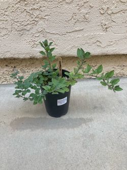 Greek Oregano Herb Plant Organically Grown, 4.25” pot