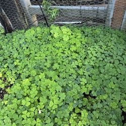 OREGON REDWOOD SORREL ‘OXALIS OREGANA’ 3.5” Pot