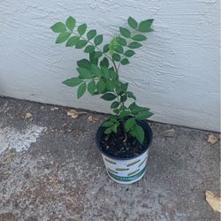 Sichuan Peppercorn Tree In One Gallon Pot (Da Hong Pao 大红袍）