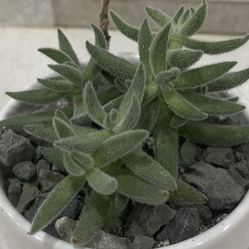 Succulent Home Decor Accent /Crassula mesembryanthemoides  