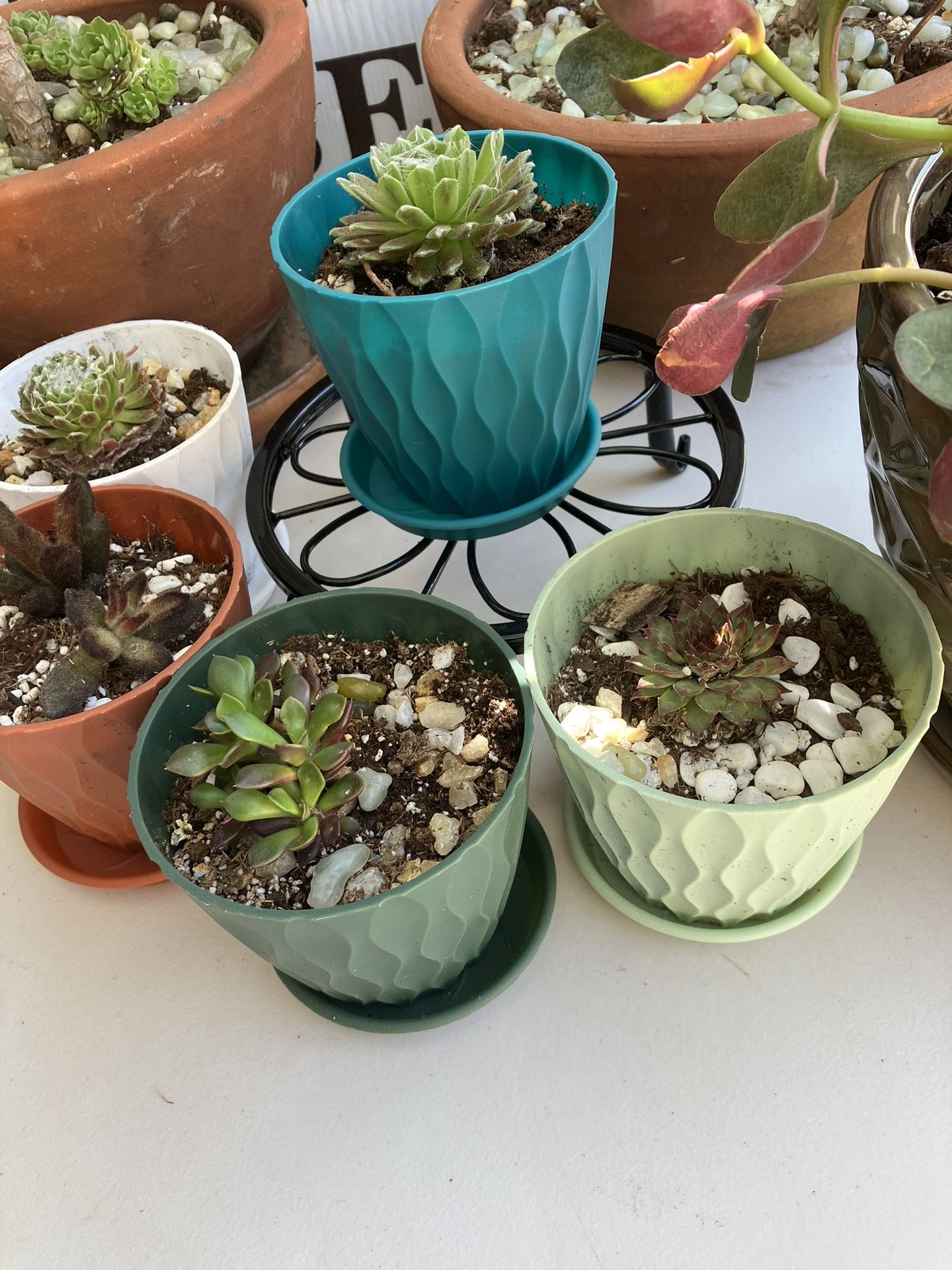 Succulent Plants 4” Planters …