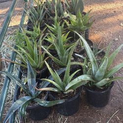 Aloe Vera Plant