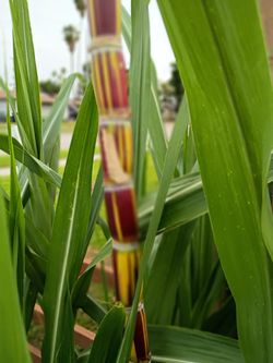 Jamaican Red stripe sugar Cane plants they are soft to eat and they grow tall