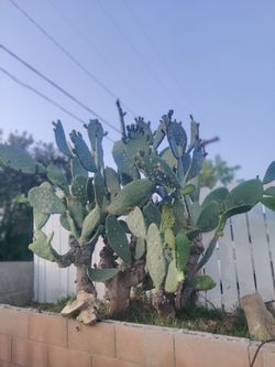Cactus FREE Pick Up Only