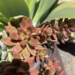 Various Succulents And Cactus Trimmings